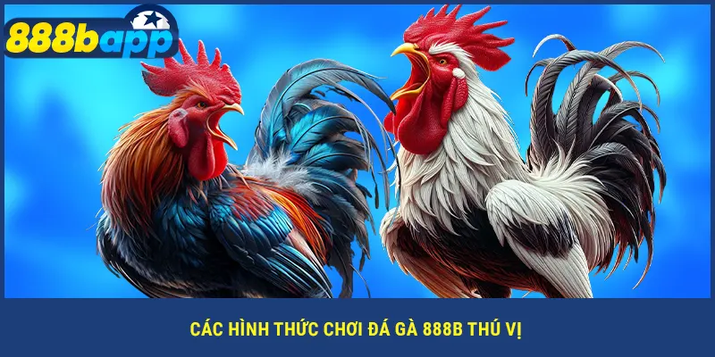 Các hình thức chơi đá gà 888B thú vị