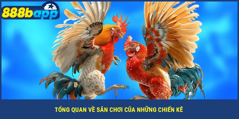 Tổng quan về sân chơi của những chiến kê